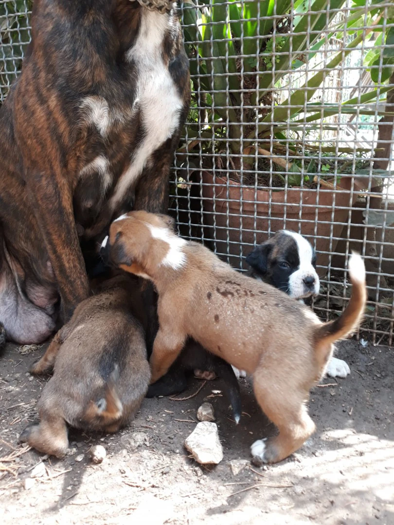 Cuccioli Boxer zona Bari Lecce Taranto Brindisi Foggia. Pedigree ENCI. | Foto 5