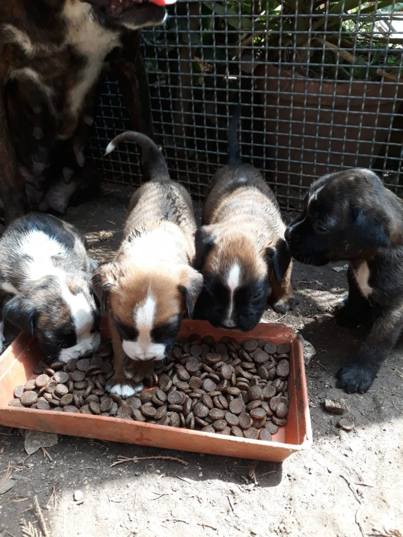 Cuccioli Boxer zona Bari Lecce Taranto Brindisi Foggia. Pedigree ENCI. | Foto 6