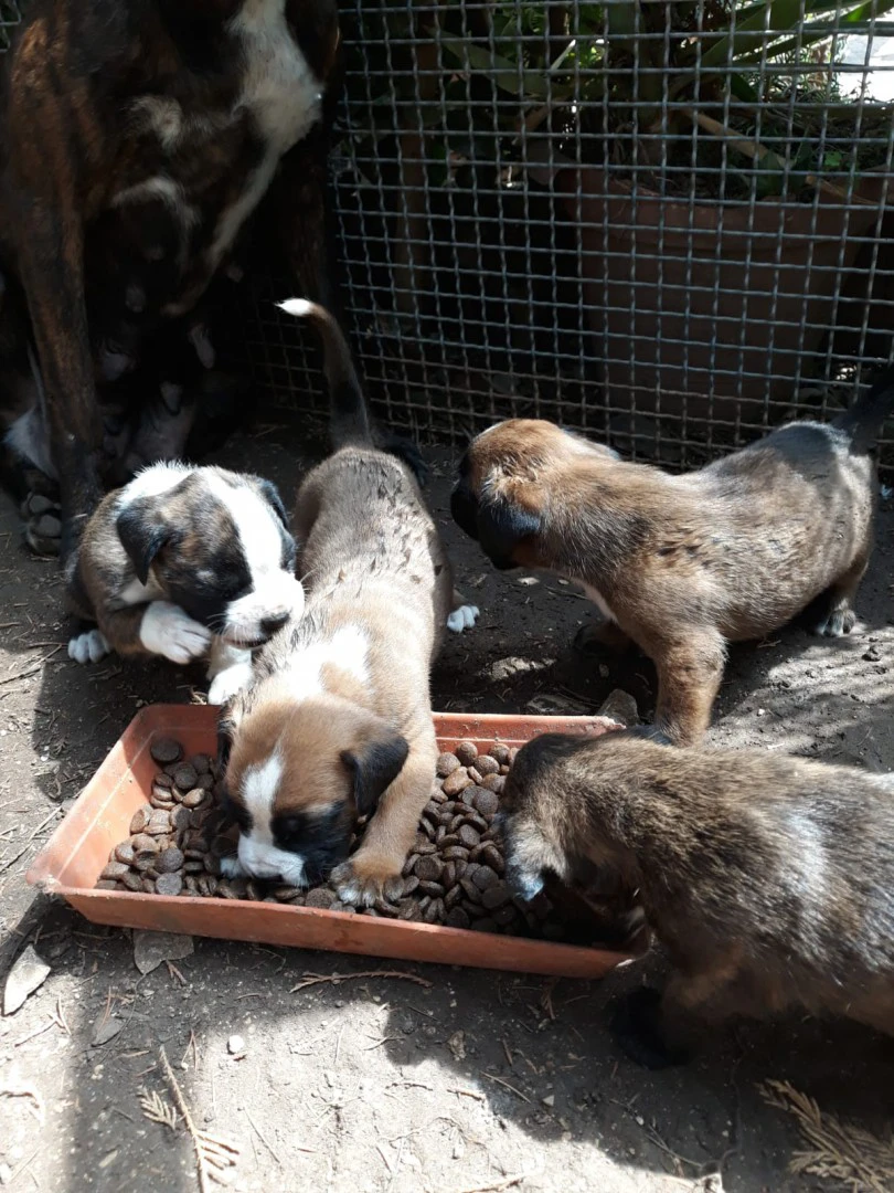 Cuccioli Boxer zona Bari Lecce Taranto Brindisi Foggia. Pedigree ENCI. | Foto 7