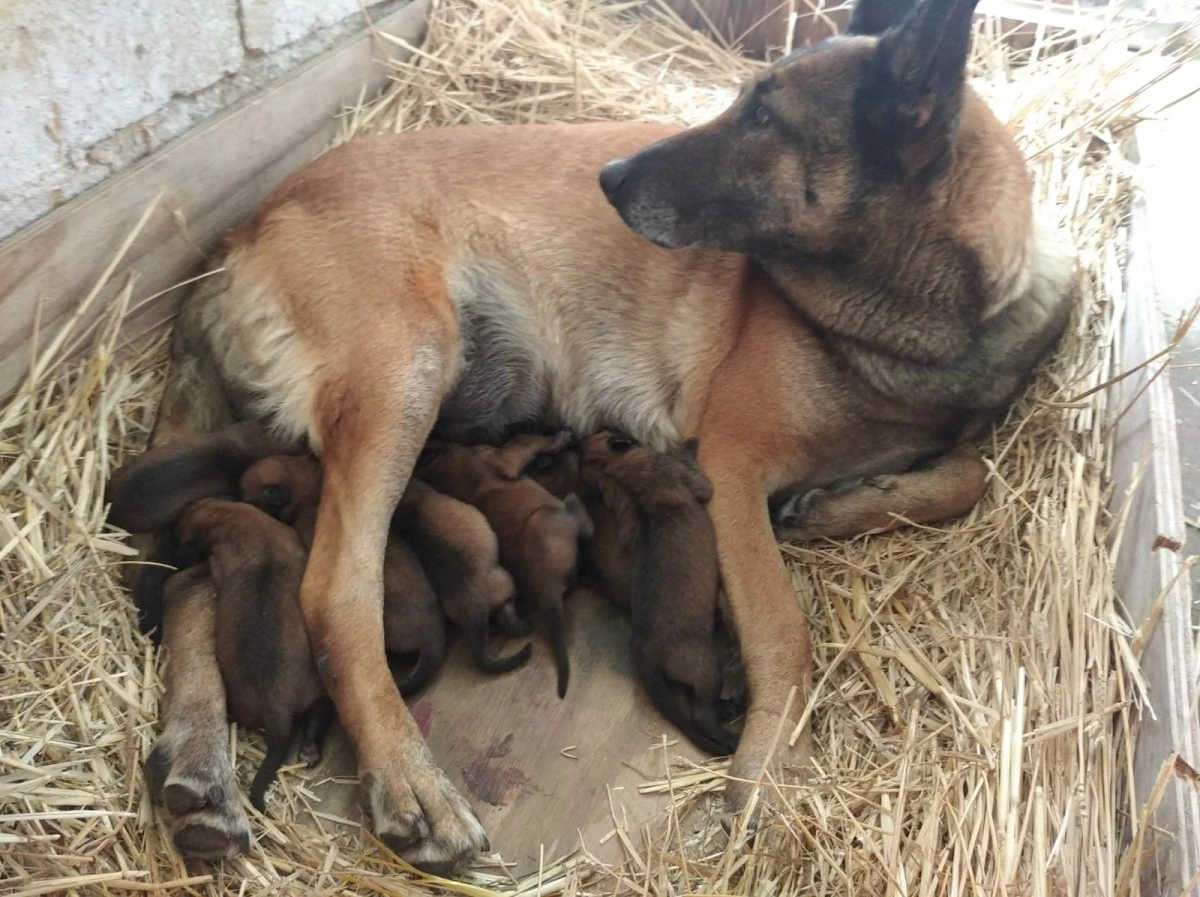 Pastore Belga Malinois Allevamento Cuccioli Puglia Campania Basilicata | Foto 2
