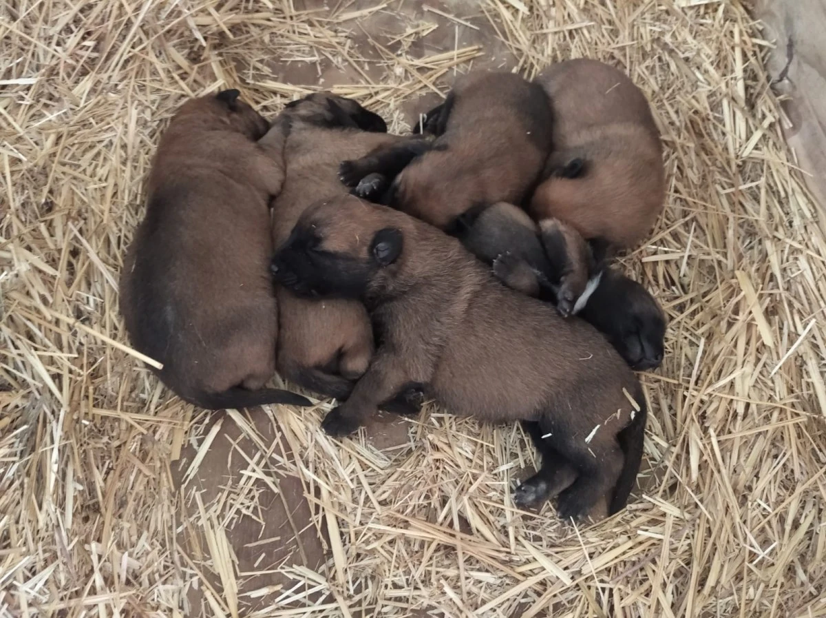 Pastore Belga Malinois Allevamento Cuccioli Puglia Campania Basilicata | Foto 1