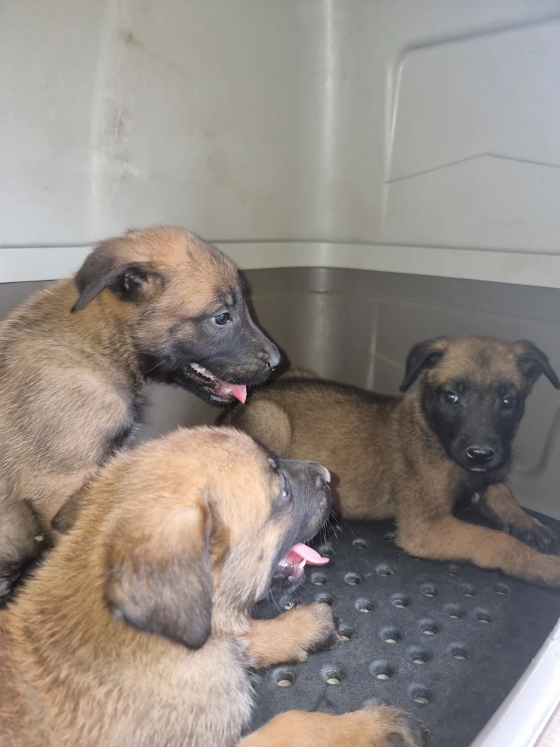 Cuccioli Pastore Belga Malinois Lecce Brindisi Puglia | Foto 4