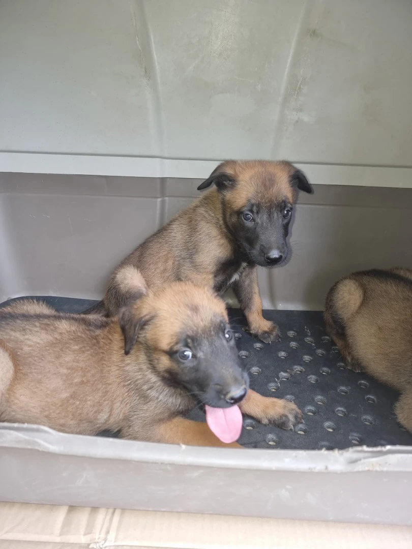 Cuccioli Pastore Belga Malinois Lecce Brindisi Puglia | Foto 2