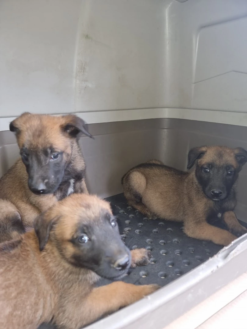 Cuccioli Pastore Belga Malinois Lecce Brindisi Puglia | Foto 3