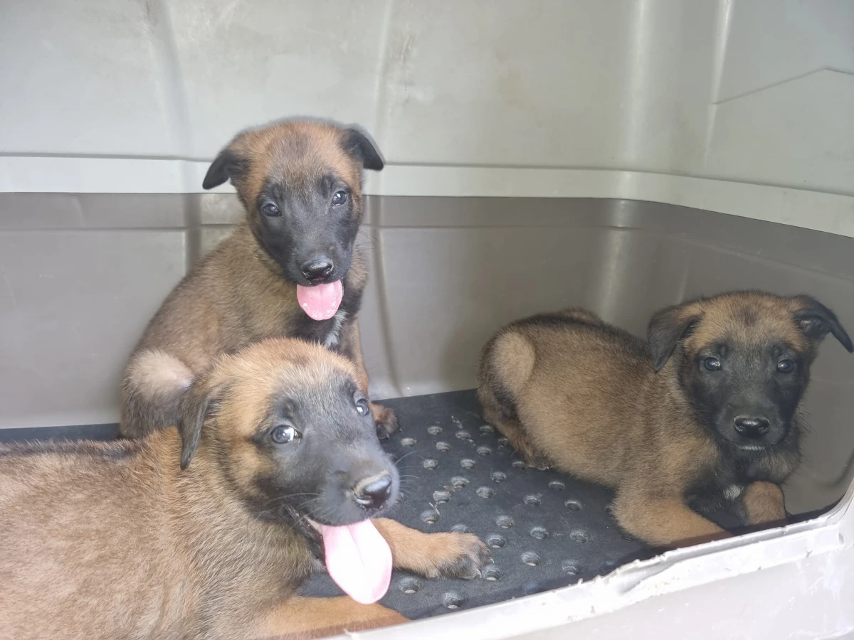 Cuccioli Pastore Belga Malinois Lecce Brindisi Puglia | Foto 5