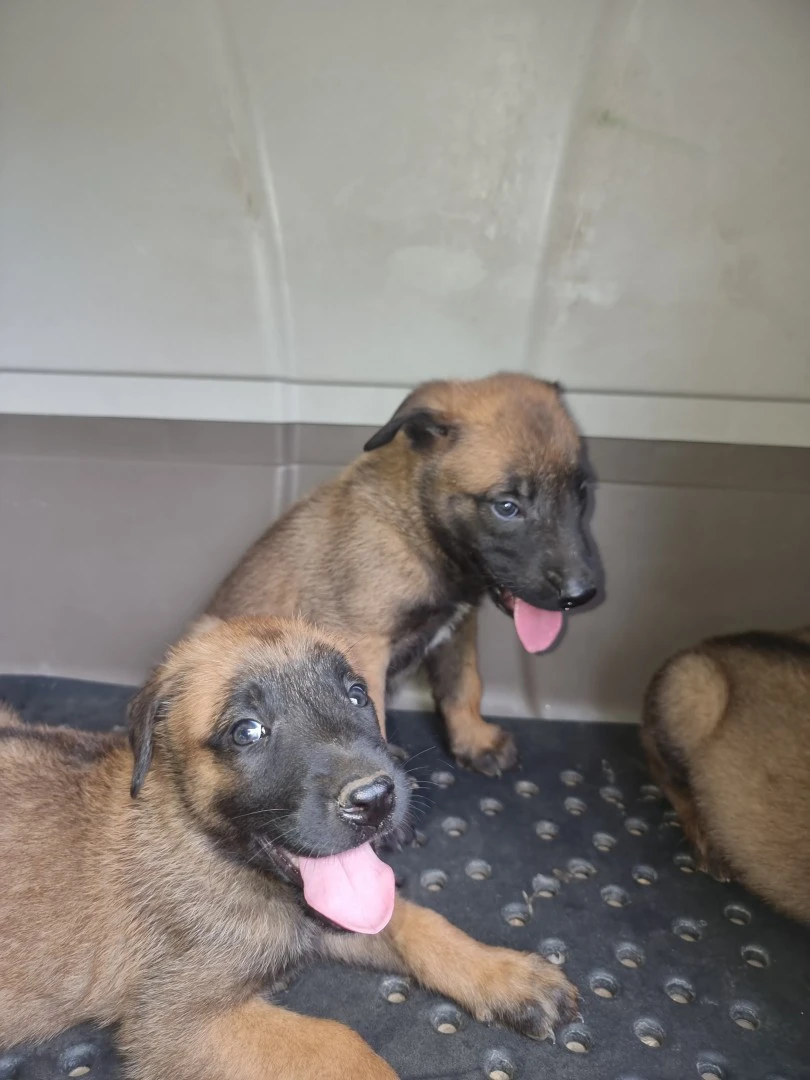 Cuccioli Pastore Belga Malinois Lecce Brindisi Puglia | Foto 6