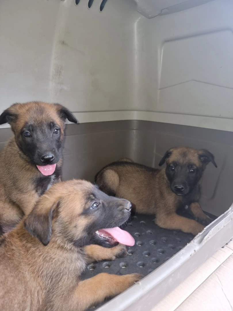 Cuccioli Pastore Belga Malinois Lecce Brindisi Puglia | Foto 1