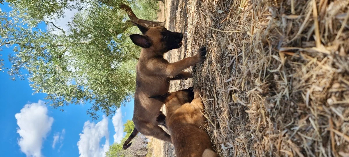 Allevamento Pastore Belga Malinois Calabria Puglia Basilicata | Foto 1