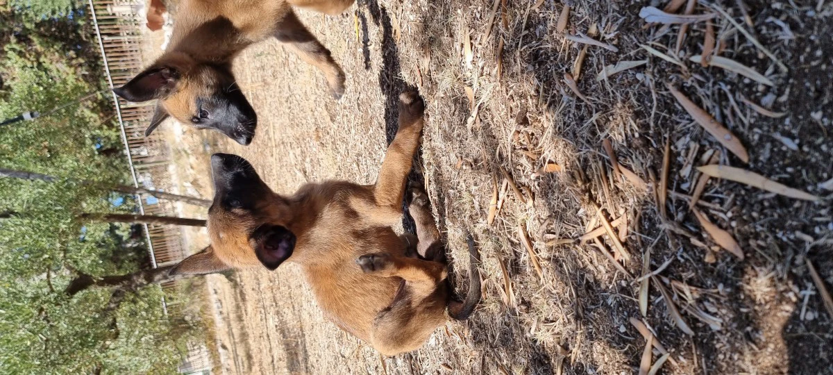 Allevamento Pastore Belga Malinois Calabria Puglia Basilicata | Foto 8