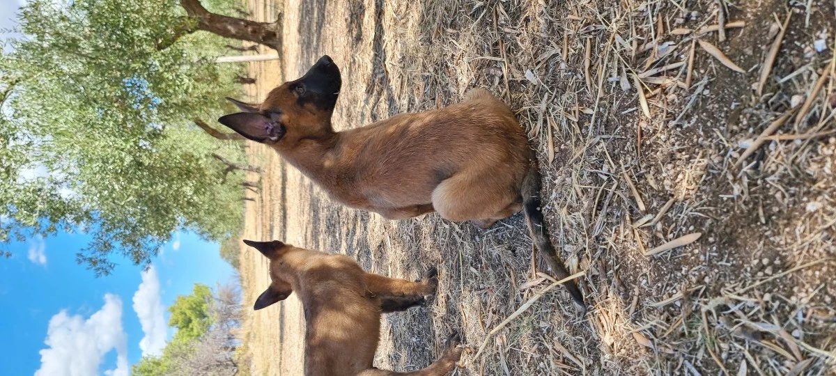 Allevamento Pastore Belga Malinois Calabria Puglia Basilicata | Foto 4