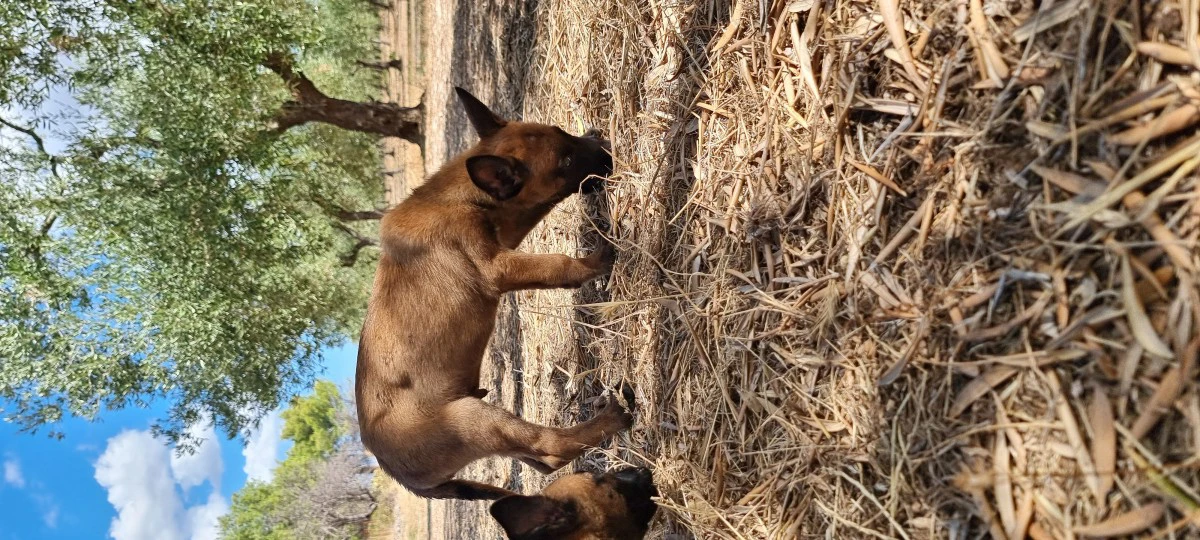 Allevamento Pastore Belga Malinois Calabria Puglia Basilicata | Foto 7