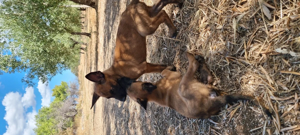 Allevamento Pastore Belga Malinois Calabria Puglia Basilicata | Foto 6