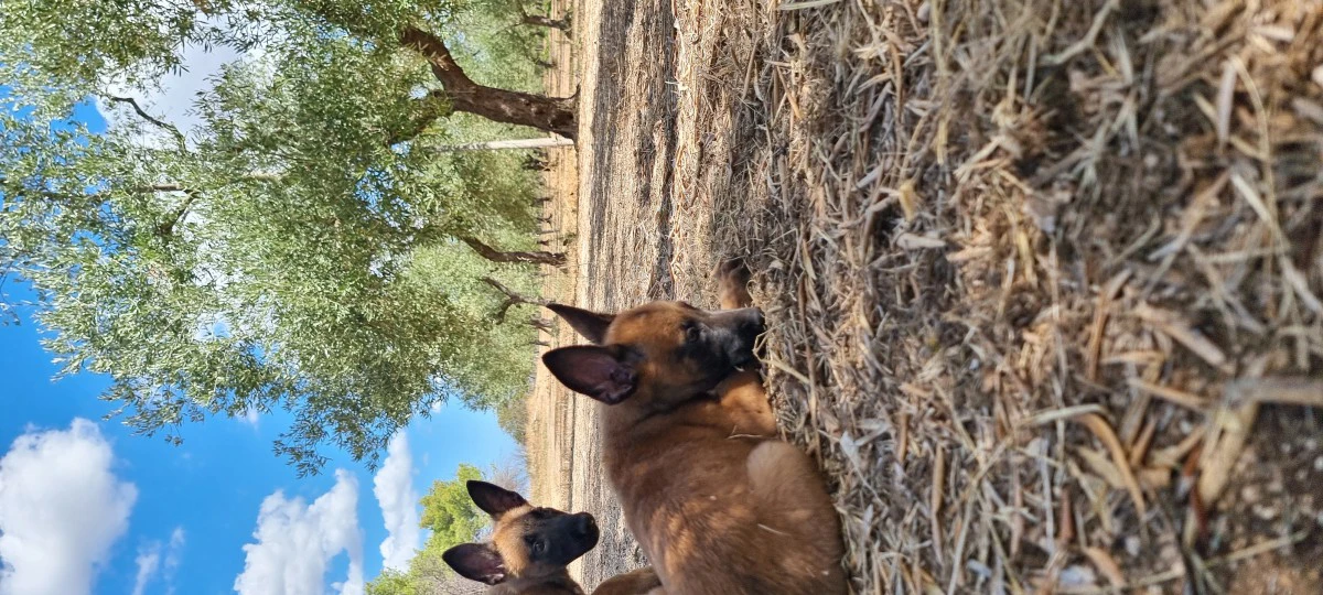 Allevamento Pastore Belga Malinois Calabria Puglia Basilicata | Foto 3