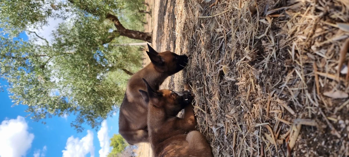 Allevamento Pastore Belga Malinois Calabria Puglia Basilicata | Foto 2