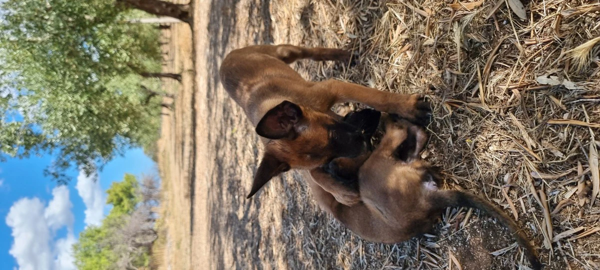 Allevamento Pastore Belga Malinois Calabria Puglia Basilicata | Foto 5