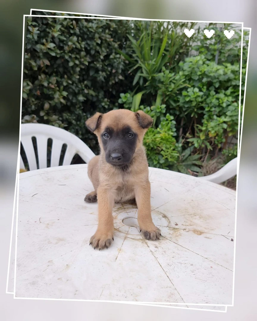 Cuccioli Pastore Belga Malinois in Puglia | Foto 2