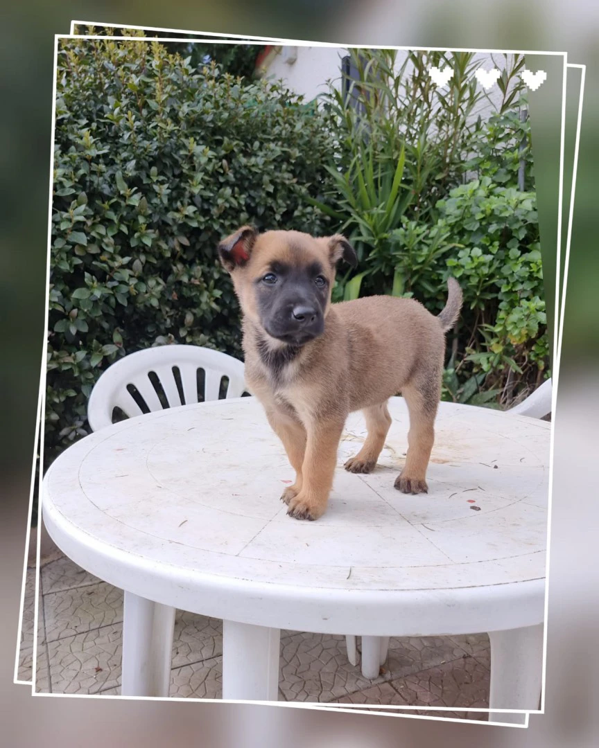 Cuccioli Pastore Belga Malinois in Puglia | Foto 1