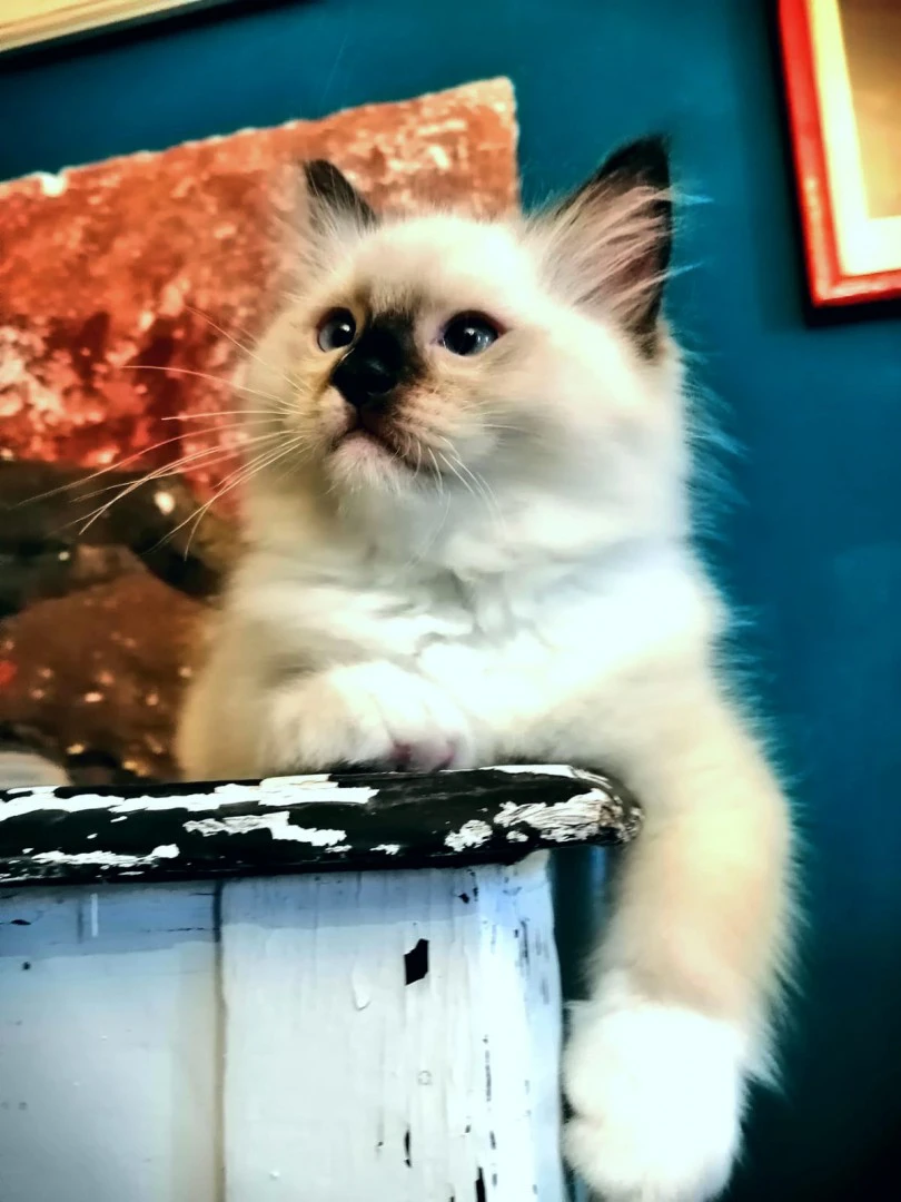 DOLCISSIMO E BELLISSIMO CUCCIOLO RAGDOLL CON PEDIGREE | Foto 3