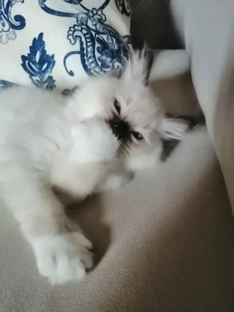 DOLCISSIMO E BELLISSIMO CUCCIOLO RAGDOLL CON PEDIGREE | Foto 2