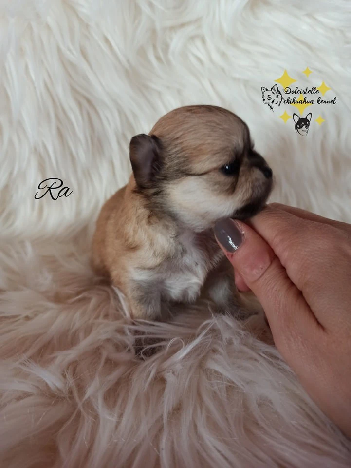 Disponibili cuccioli di Chihuahua | Foto 1