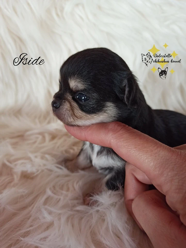 Disponibili cuccioli di Chihuahua | Foto 2