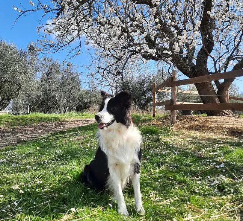 Border collie cuccioli con pedigree Enci  | Foto 11