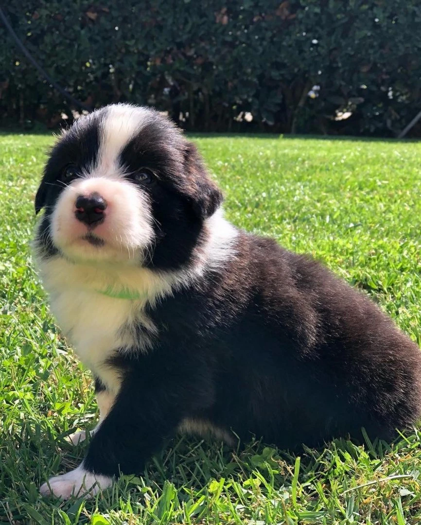 Border collie cuccioli con pedigree Enci  | Foto 5
