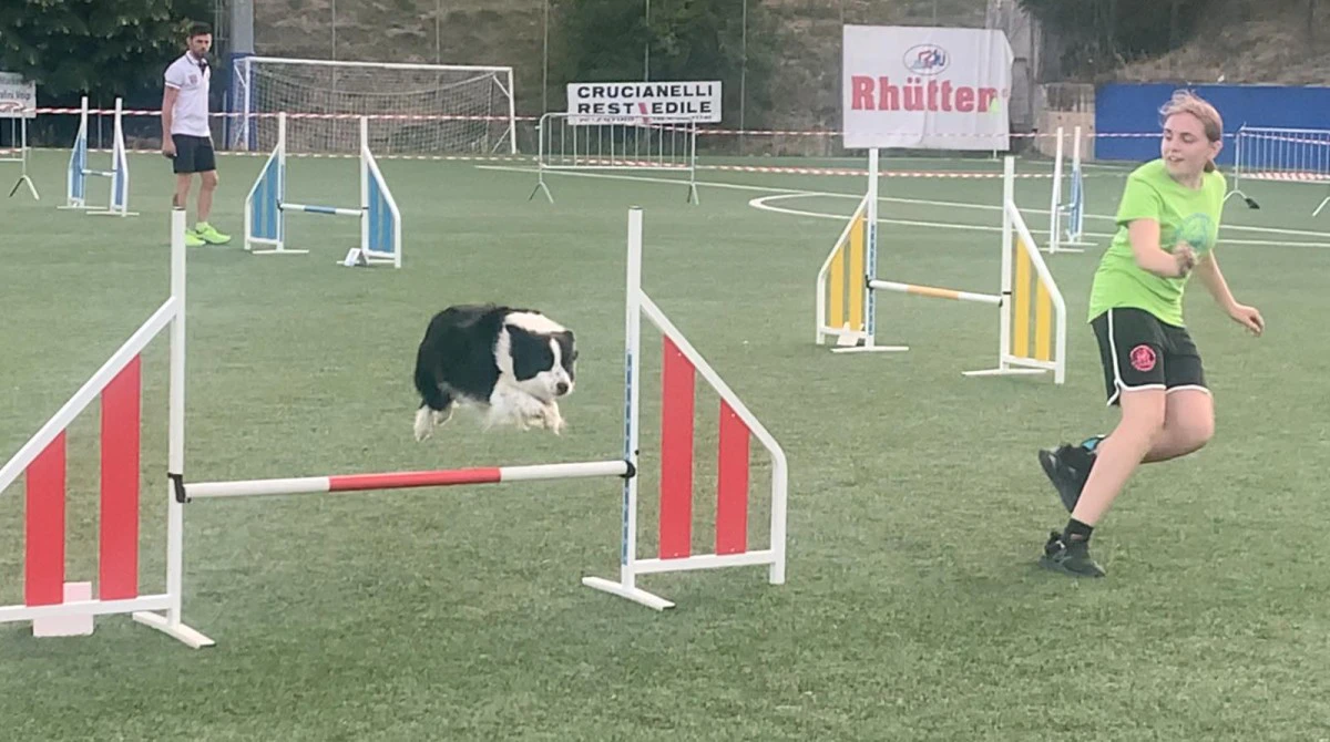 Border collie cuccioli con pedigree Enci  | Foto 1