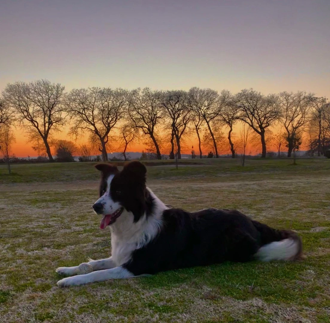 Border collie cuccioli con pedigree Enci  | Foto 9
