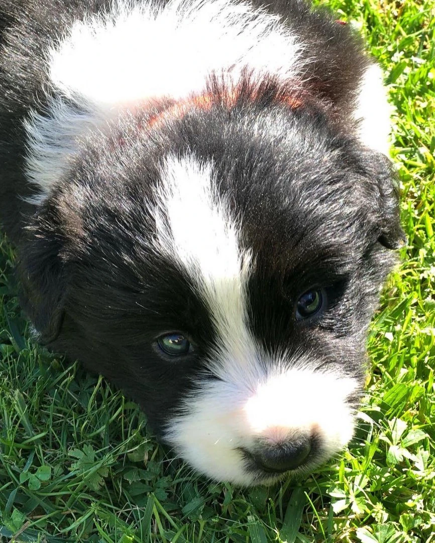 Border collie cuccioli con pedigree Enci  | Foto 6