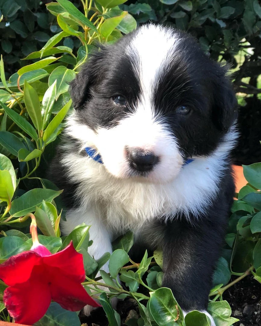 Border collie cuccioli con pedigree Enci  | Foto 4
