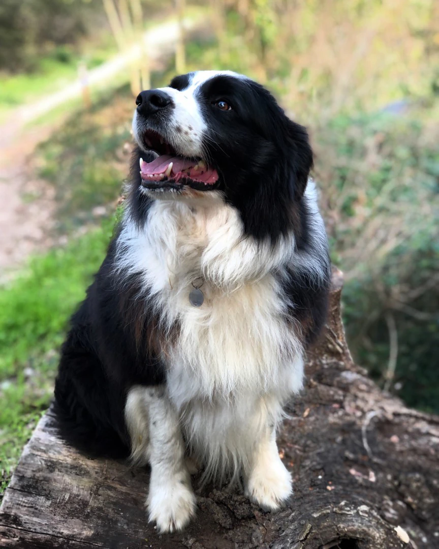 Border collie cuccioli con pedigree Enci  | Foto 10