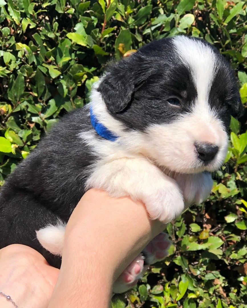 Border collie cuccioli con pedigree Enci  | Foto 8