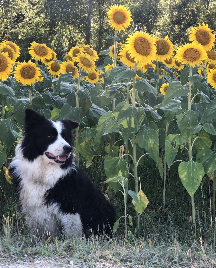 Border collie cuccioli con pedigree Enci  | Foto 3