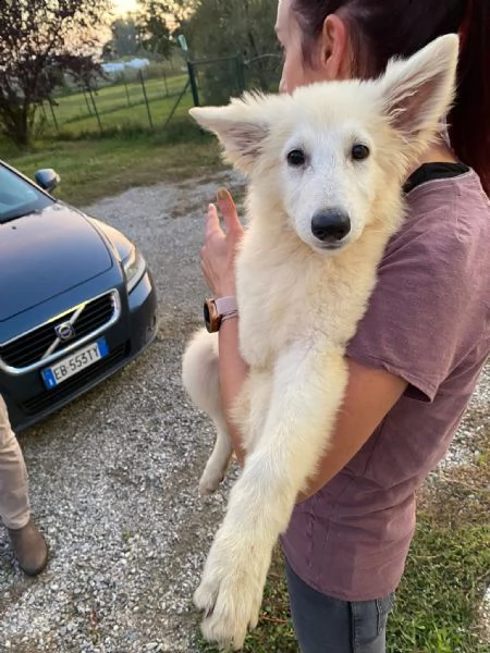 cuccioli pastore svizzero bianco  | Foto 2