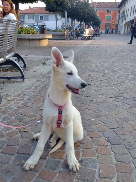cuccioli pastore svizzero bianco  | Foto 1