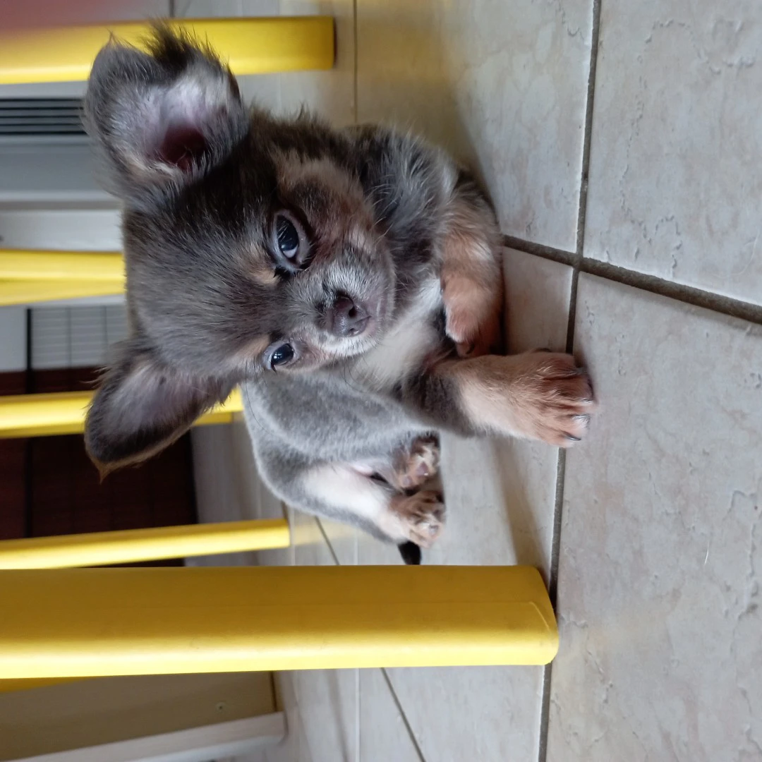 Chiuhauha maschio con pedigree  | Foto 3