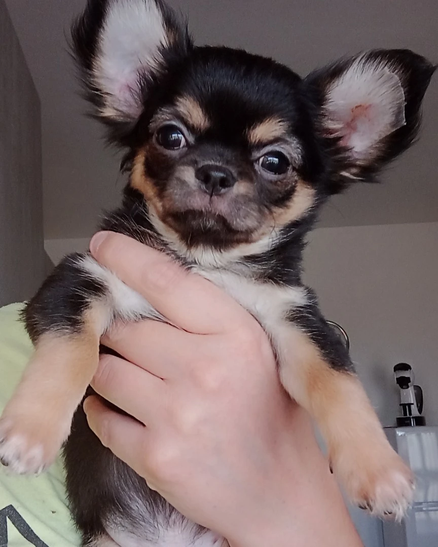 Chiuhauha maschio pedigree  | Foto 3