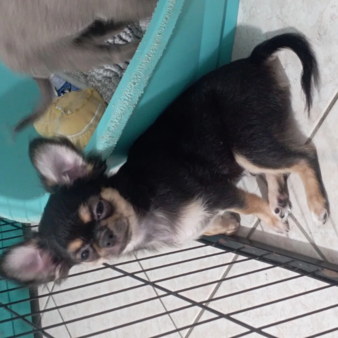 Chiuhauha maschio pedigree  | Foto 4