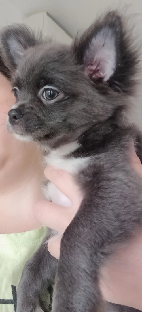 Chiuhauha femmina con pedigree  | Foto 3