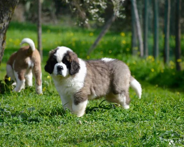 cuccioli di san bernardo  | Foto 4