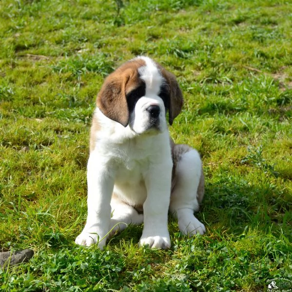 cuccioli di san bernardo  | Foto 3