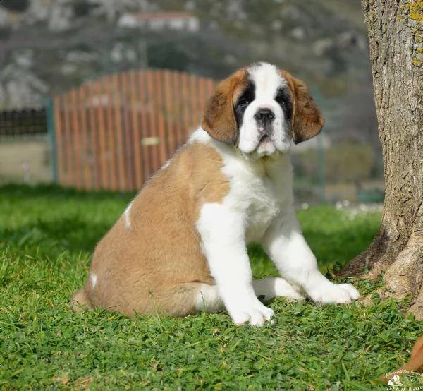 cuccioli di san bernardo  | Foto 2