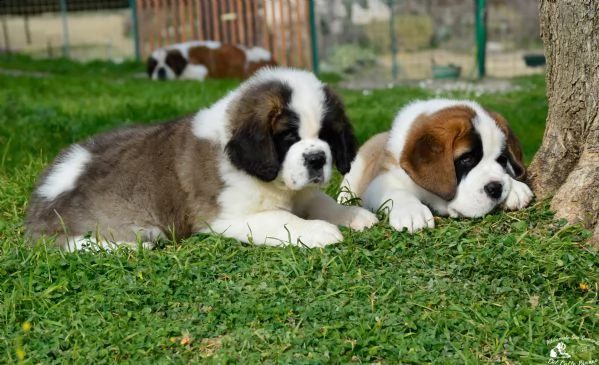cuccioli di san bernardo  | Foto 1