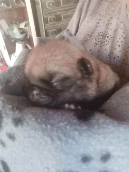 carlini con pedigree | Foto 4