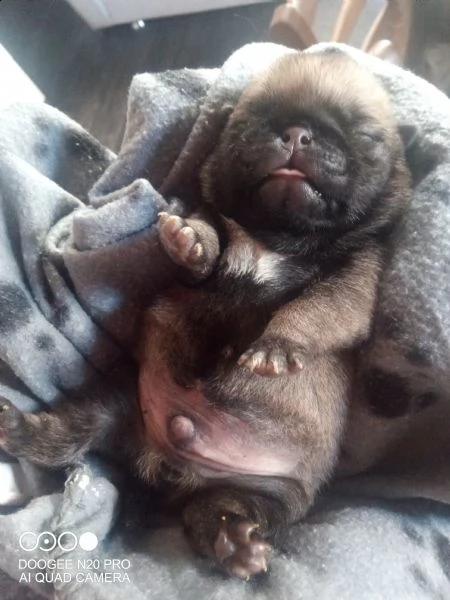 carlini con pedigree | Foto 3