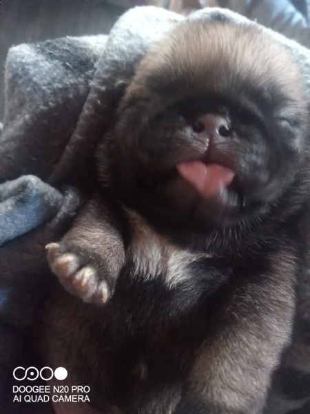 carlini con pedigree | Foto 1