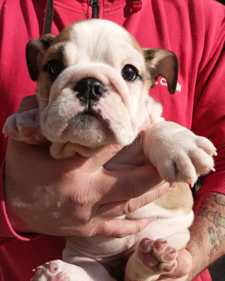 Bulldog inglese  | Foto 3