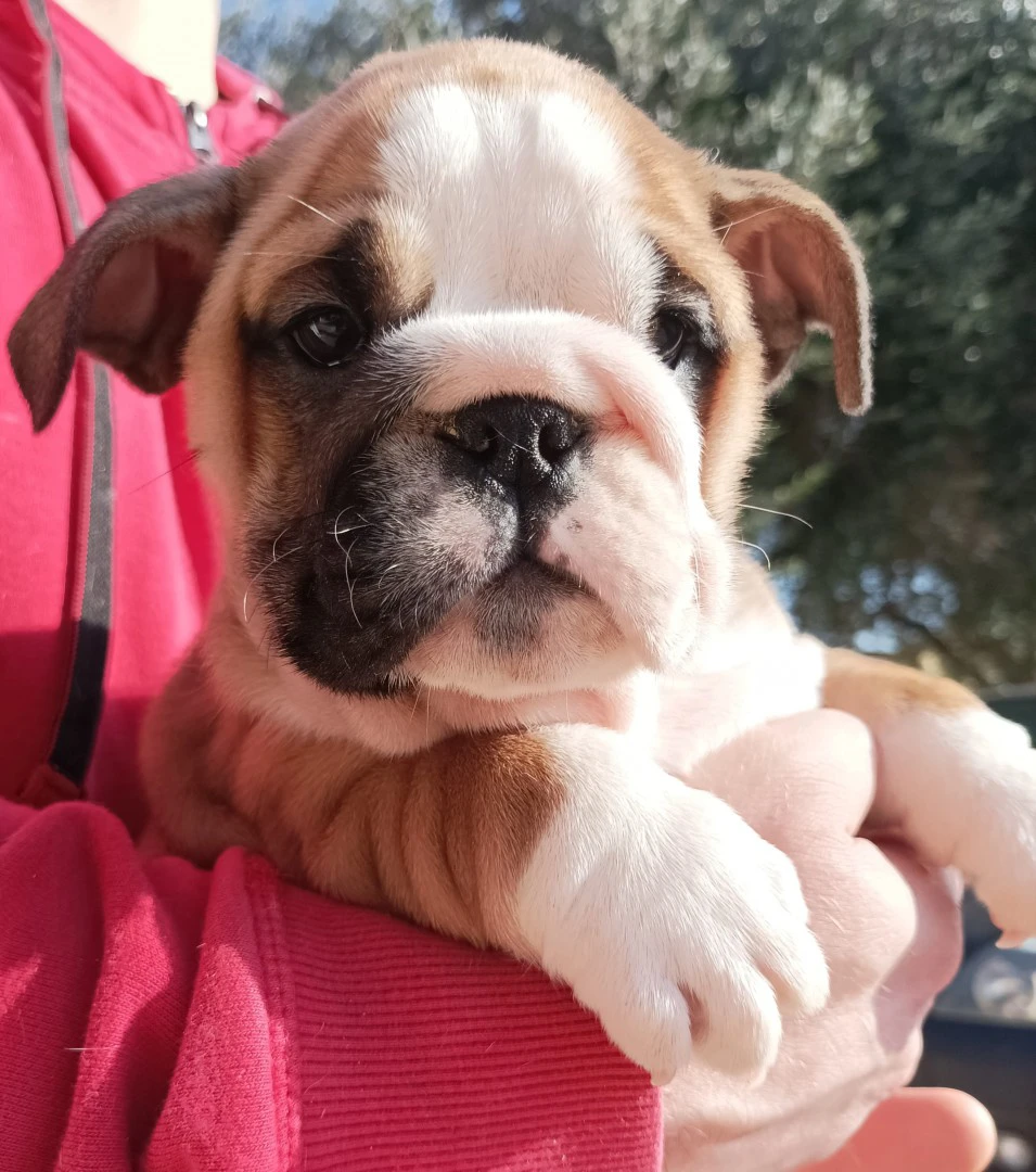 Bulldog inglese  | Foto 2