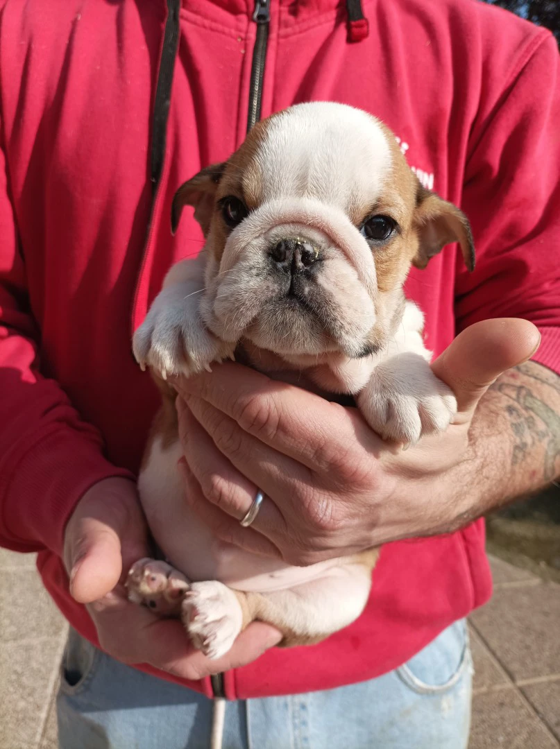 Bulldog inglese  | Foto 1